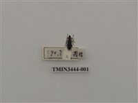 藏品(吉良氏螢天牛)的圖片